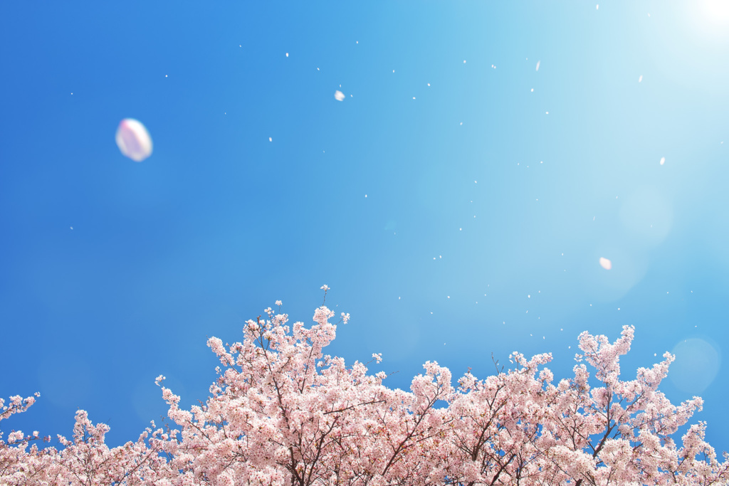 cherry-blossom_00003